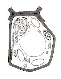 Maybe you would like to learn more about one of these? Https Silo Tips Download The Plant Animal Cell