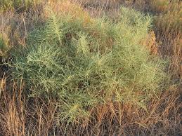 Image result for Sericostachys