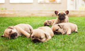 For sale beautiful brindle french bull dog puppies they are dark brindle in colour as per the puppy picture in this add the puppies are in good health and growing quickly. French Bulldog Growth Chart When Is French Bulldog Full Grown
