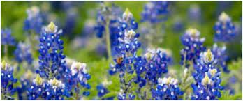 Maybe you would like to learn more about one of these? 8 Plants That Will Thrive In A San Antonio Garden