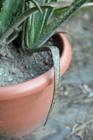 We'll also teach you how to plant aloe vera without roots in this article. Growing Aloe Vera What You Need To Know Lady Lee S Home