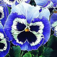 50 Snow Pansy Seeds Blue And White Flower Seeds Pansies Flowers Flower Seeds Pansies