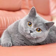 Tup tap tup tap dah nak masuk tahun yang baru. 50 Koleksi Gambar Kucing Comel Dennis G Zill