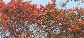Image result for Ochna katangensis