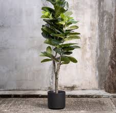 Image result for F kus Ficus
