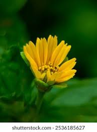 Image result for Cola mossambicensis