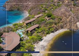 Image result for Nicolasia costata