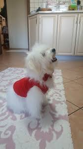Gulda Tutuncuoglu Adli Kullanicinin Maltese Terrier Dog Pamuk Panosundaki Pin