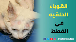السعفه في القطط أسبابها وطرق العلاج القوباء الحلقيه في القطط أستشارات بيطرية مجانا