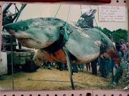 Ikan terbesar di dunia yang masih hidup dan pernah ditemukan ikan terbesar di dunia hiu putih atau great white shark dipercaya sebagai ikan pemangsa terbesar yang paling ditakuti di lautan. 10 Ikan Paling Besar Pernah Ditangkap Dalam Sejarah Iluminasi