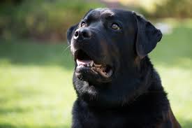 How long do labrador retrievers live and can you increase ? 6 Labrador Colors A Complete Overview With Pictures Doggie Designer