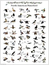 North American Waterfowl Waterfowl Hunting Duck Species
