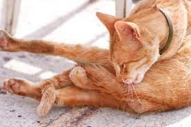 Why Are Cats So Flexible