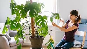 Tanaman dalam ruangan untuk kesehatan ini menyaring 90% jamur di udara yang dapat memicu alergi. 8 Fakta Unik Manfaat Kesehatan Dari Menanam Tanaman Di Dalam Rumah Mantra Sukabumi