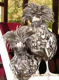 Maybe you would like to learn more about one of these? Are My Silver Laced Polish Hens Or Roosters Backyard Chickens Learn How To Raise Chickens