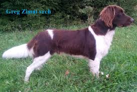 Image result for Malý münsterlandský ohař