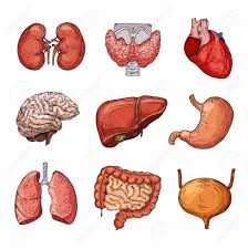 There are three types of muscle: Human Internal Organs Cartoon Brain And Heart Liver And Kidneys Royalty Free Cliparts Vectors And Stock Illustration Image 127269280