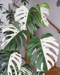 We did not find results for: Avantgardens Variegated Monstera Deliciosa Did You Know Facebook