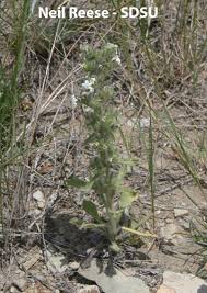 Image result for Boraginaceae