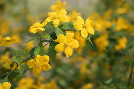 Image result for Kerria japonica