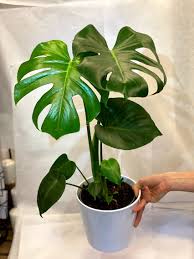 If it's growing faster, transplant it when it's outgrown its existing pot. Monstera Deliciosa