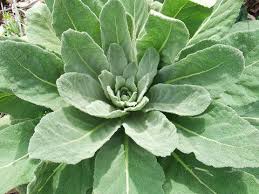 The Power of Mullein Leaf: Top Benefits