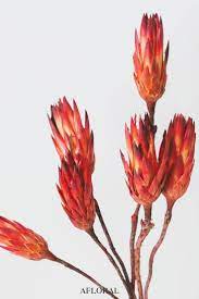 Pack Of 6 Dried Flower Protea Repens In Red Orange Dried Flowers Dried Flower Bouquet Protea Flower
