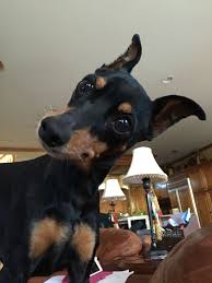 Our dachshund puppies for sale have become cherished family pets for families from all over this area. Dachshund Puppies For Sale In Des Moines Iowa The Y Guide