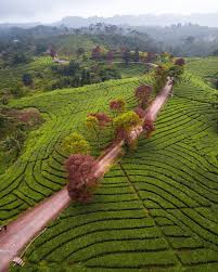 Jalan jalan pagi hari di kebun raya bogor,banyak macam tumbuhan yang indah dan unik, cocok kalau bawa anak kecil ke sini,cocok untuk beredukasi. Enjoy Bogor Kebun Teh Cianten Merupakan Kebun Teh Warisan Dari Belanda Yang Terletak Di Desa Purasari Kecamatan Leuwiliang Kabupaten Bogor Luas Perkebunan Hampir 850 Hektar Yang Di Kelola Oleh Ptpn
