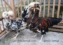 Check spelling or type a new query. Galeri Foto Ayam Poland Atau Ayam Mahkota Terbaru
