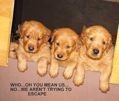 Golden retrievers trained in obedience, hunt tests, agility, tracking, search and rescue, s&r, therapy, field trials, competition and companionship. Akc Golden Retriever Puppies For Sale In Las Cruces New Mexico Classified Americanlisted Com