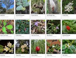 Image result for Psychotria sublyrata