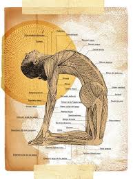 A reliable resource for exploring camel pose in depth, that delivers a detailed review of the posture in a. Yoga Quotes Camel Pose How To Do And What Are Its Benefits About Yoga Blog Home Of Yoga The Zen Way Of Teaching Yoga Online