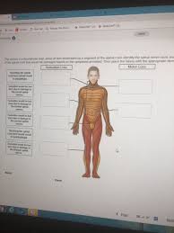 Solved Saved N Activity Is A Dermatome Map Areas Of Skin