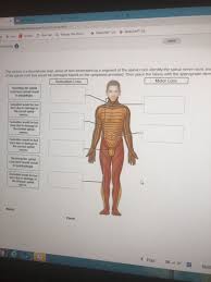 solved saved n activity is a dermatome map areas of skin