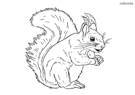 This squirrel coloring pages will helps kids to focus while developing creativity, motor skills and color recognition. Forest Animals Coloring Pages Free Printable Forest Animals Coloring Sheets Page 4