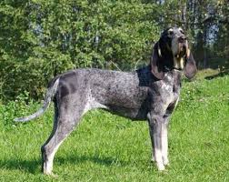 Image result for malý modrý gaskoňský honič