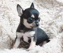 Hi,i have a female and male beautiful pups with incredible personality.raised in home environment around children and other animals.sweet,gentle,playful,loves. Chihuahua Chihuahua Puppies Teacup Chihuahua Puppies Teacup Chihuahua
