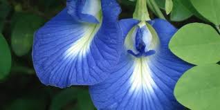 Namun, bunga bernama lain clitoria ternatea ini mengandung nutrisi dan zat yang baik untuk kesehatan kulit dan rambut. 8 Manfaat Bunga Telang Bagi Kesehatan Ampuh Obati Berbagai Penyakit Merdeka Com