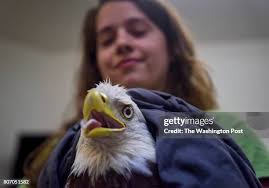 765 Animal Care Manager Stock Photos, High-Res Pictures, and Images