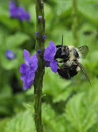 Image result for Stachytarpheta cayennensis