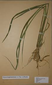 Image result for Oryza longistaminata