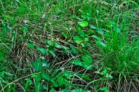 Image result for Cynanchum mossambicense