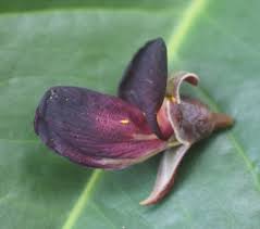 Image result for Pericopsis