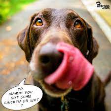 Funny Dog Asks A Questions Dog Justasking Dogs Labrador Retriever Vegan Dog
