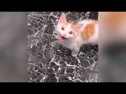 Just Being Normal Very Funny Cat Videos Youtube Cute Cat Gif Cats Cat Gif