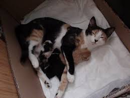 Kedi Liranin Ilk Dogum Ani Coook Mutluyuz Youtube Kedi Mutlu Youtube