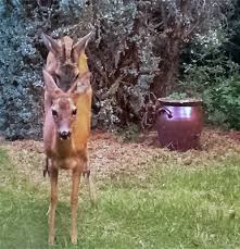 Видео rehe im garten, beta канала trickist17. Datei Rehe Im Garten Jpg Wikipedia