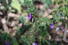 Image result for Plicosepalus sagittifolius