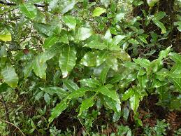 Image result for Quercus sp.